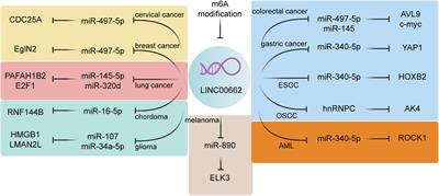 The Vital Roles of LINC00662 in Human Cancers